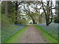 SJ8372 : Capesthorne Hall. Grounds of the country house. by Pauline E