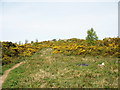 Part of the heathland nature reserve at Mariandyrys