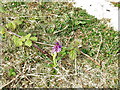 A common spotted orchid at Mariandyrys