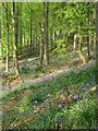 Bluebells in Kings Wood Warren