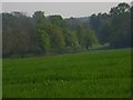 Woodland and wheat, Biddesden