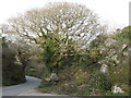 Oak by Bosahan Quarry