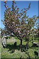 Flowering Cherry