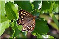 Speckled Wood