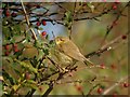 TA4115 : Willow Warbler (Phylloscopus trochilus) by Hugh Venables