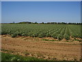 Towards Ram Farm from the RUPP over a field of daffodils