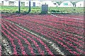 Young red lettuce