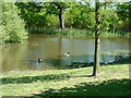 Lake near Hatch Farm, Thorndon Country Park, Brentwood