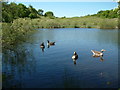 The Lake, Thorndon Country Park, Brentwood