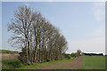 Windbreak on Billinghay Fen