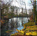 Pond at Graves Park