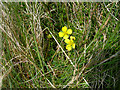 NX0473 : Tormentil (Potentilla erecta) by Mary and Angus Hogg