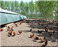 Free Range Poultry, near Claverley, Shropshire