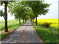 Lane Leading to Little Hales Manor