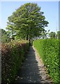 Footpath alongside allotments