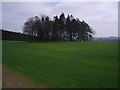 Farmland with a circle of trees.