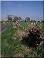 Tree stumps along the road.