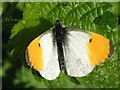 TQ1132 : Orange Tip Butterfly by Andy Potter