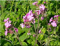 NS3214 : Red Campion (Silene dioica) by Mary and Angus Hogg
