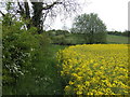 Rape field near Hartwell