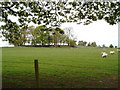 Looking up towards the earthwork at Craigs