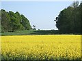 Rape field and two woods