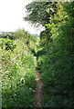 Overgrown footpath (bridleway) near Thornicombe Farm