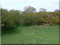 Hazel and gorse