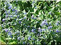 Green Alkanet, near Danesford, Shropshire