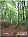 Over the Hill, Forest Fawr