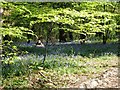 Bluebells in Great Copse