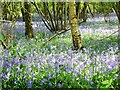 Bluebells in Clapgate Copse