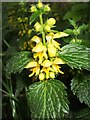 Yellow Archangel on the edge of Clapgate Copse