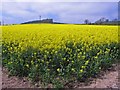 Field of Rape Seed at Glendelvine