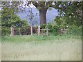 Footpaths meet under the oak at Painshill Farm