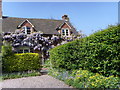 Cottage covered with wisteria