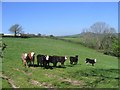 Cattle grazing