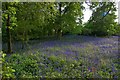 Bluebells in Braxted Park