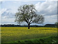 A ditch, a field and a tree