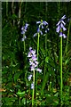 Hyacinthoides x massartiana