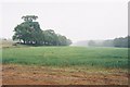 Northern Edge of Sudbourne Great Wood