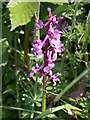 SX3380 : Early Purple Orchid by Tony Atkin