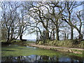 Pond and oaks at Godworthy Farm