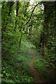 Footpath through woodland at Coed Gwastad