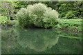 Tree reflected in the river Teifi, Cilgerran