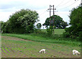 Lambs in the wrong field near Oldington in Shropshire