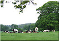 Cattle Grazing in Country Park, Shropshire