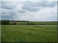 Farmland north of Brundall