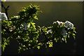 Hawthorn in bloom.