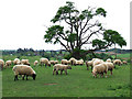 Sheep Grazing, Allscott, Shropshire